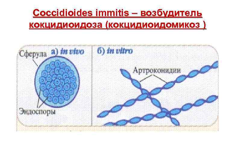 Coccidioides immitis – возбудитель кокцидиоидоза (кокцидиоидомикоз ) 