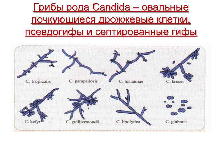 Грибы рода Candida – овальные почкующиеся дрожжевые клетки, псевдогифы и септированные гифы 