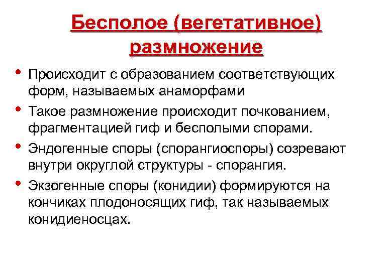 Бесполое (вегетативное) размножение • • Происходит с образованием соответствующих форм, называемых анаморфами Такое размножение