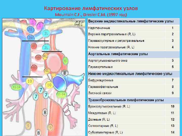 Картирование лимфатических узлов Mountain C. F. , Dresler C. M. (1997 год) 23 