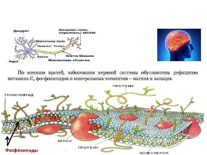 По мнению врачей, заболевания нервной системы обусловлены дефицитом витамина С, фосфолипидов и минеральных элементов