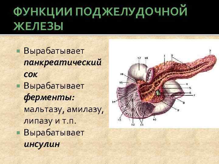 ФУНКЦИИ ПОДЖЕЛУДОЧНОЙ ЖЕЛЕЗЫ Вырабатывает панкреатический сок Вырабатывает ферменты: мальтазу, амилазу, липазу и т. п.