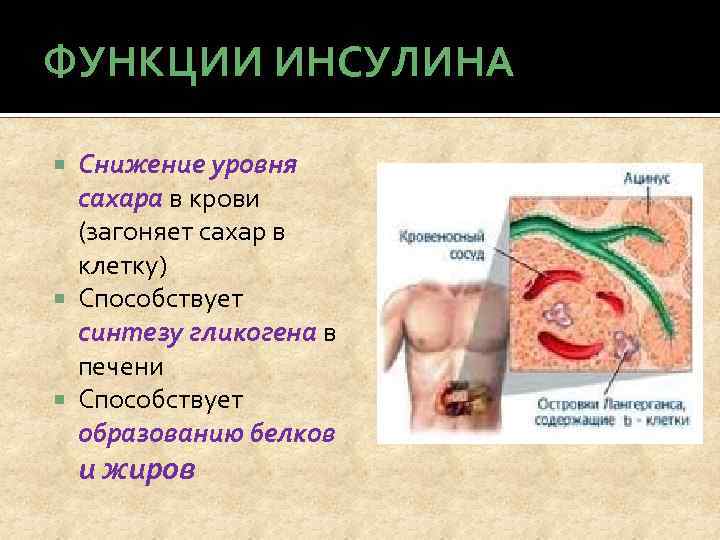 ФУНКЦИИ ИНСУЛИНА Снижение уровня сахара в крови (загоняет сахар в клетку) Способствует синтезу гликогена