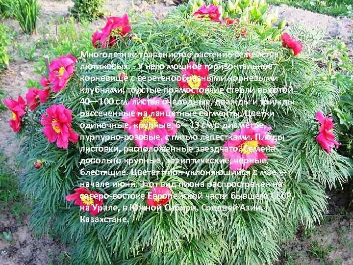 Многолетнее травянистое растение семейства лютиковых. . У него мощное горизонтальное корневище с веретенообразными корневыми