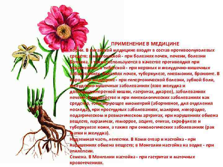ПРИМЕНЕНИЕ В МЕДИЦИНЕ Корни. В китайской медицине входят в состав противоопухолевых средств; в монгольской