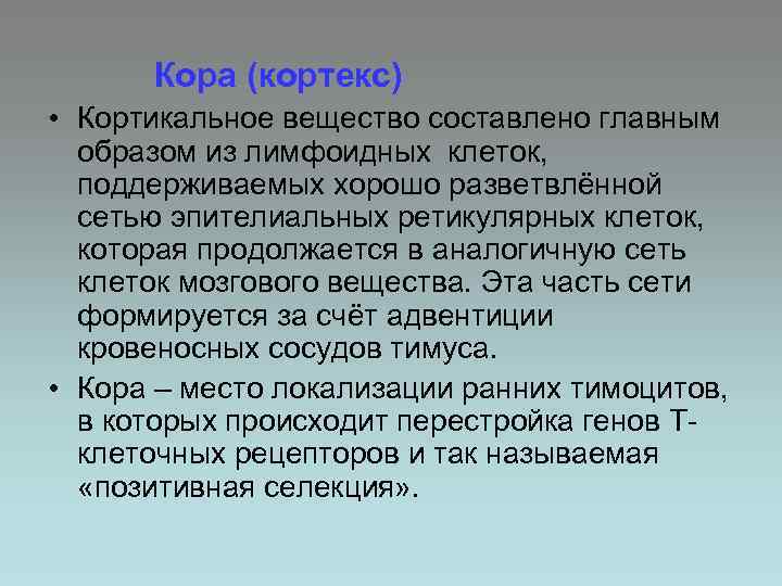 Кора (кортекс) • Кортикальное вещество составлено главным образом из лимфоидных клеток, поддерживаемых хорошо разветвлённой