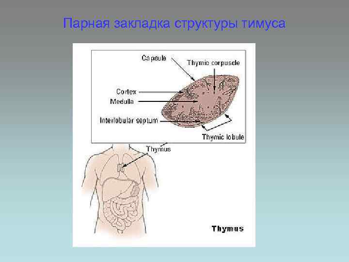 Парная закладка структуры тимуса 