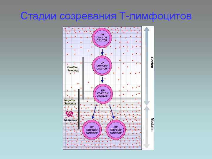 Стадии созревания Т-лимфоцитов 