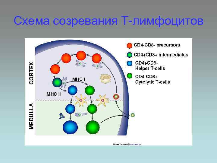 Схема созревания Т-лимфоцитов 