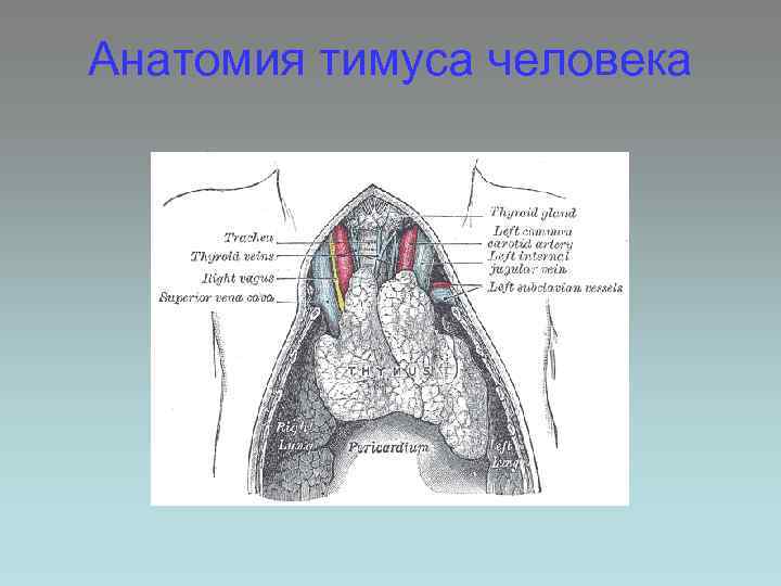 Анатомия тимуса человека 