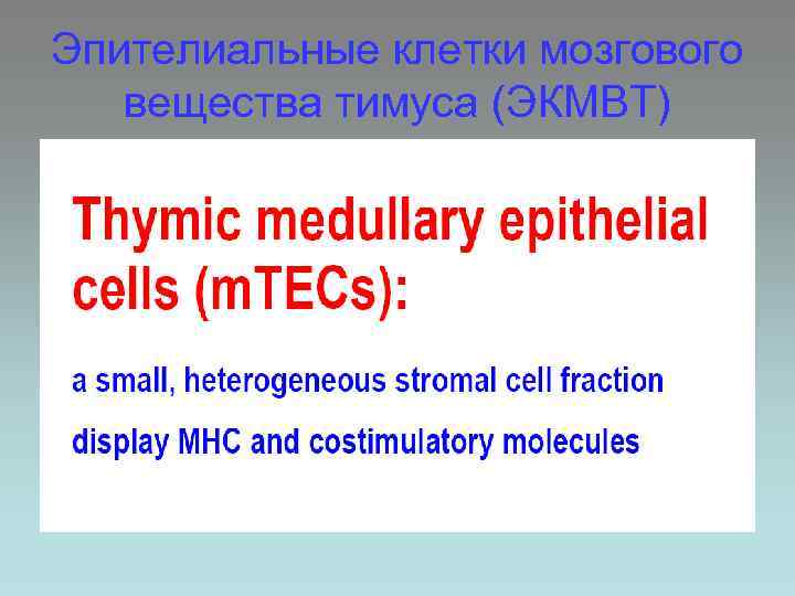 Эпителиальные клетки мозгового вещества тимуса (ЭКМВТ) 