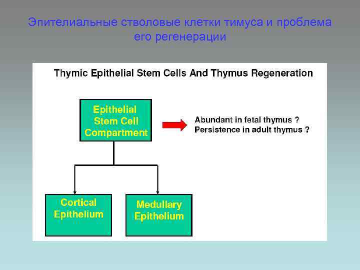 Эпителиальные стволовые клетки тимуса и проблема его регенерации 