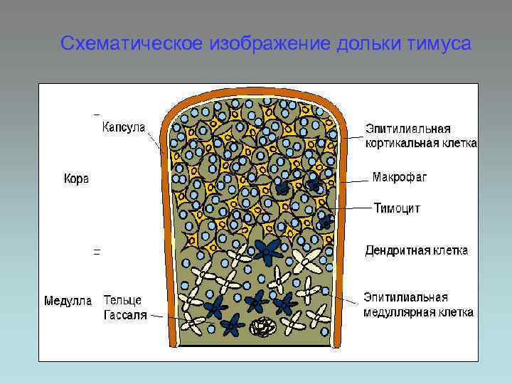 Схематическое изображение дольки тимуса 