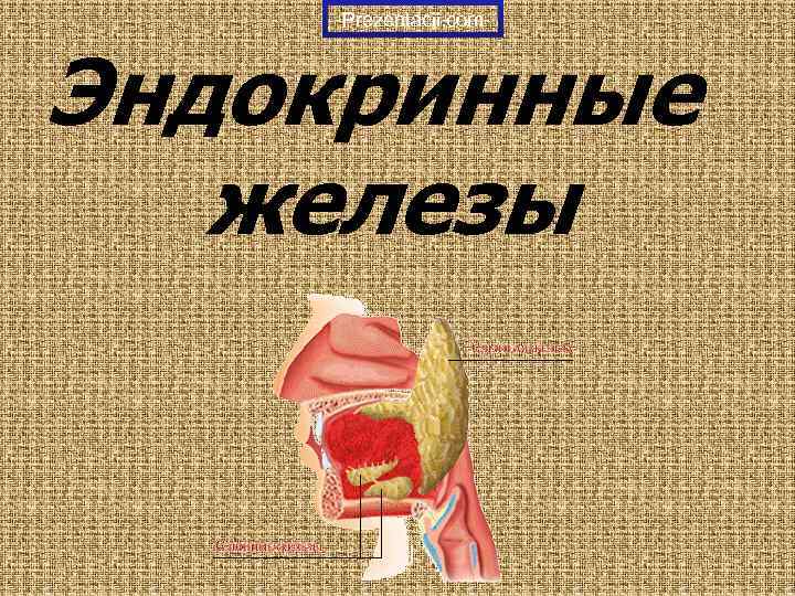 Prezentacii. com Эндокринные железы 