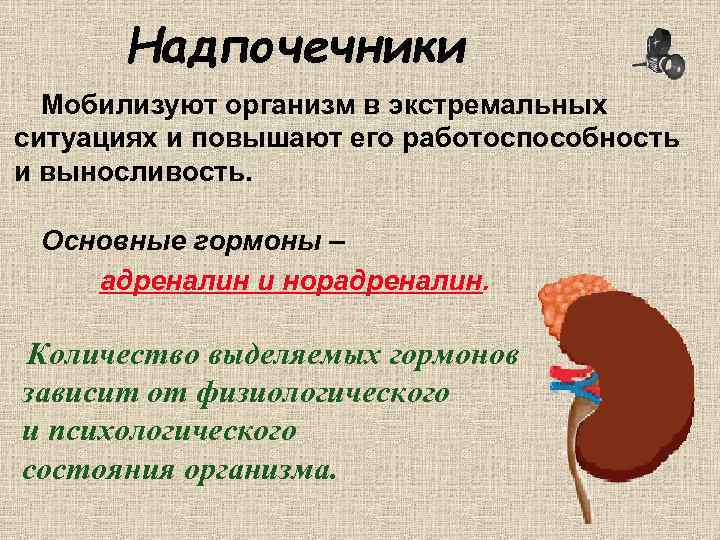 Надпочечники Мобилизуют организм в экстремальных ситуациях и повышают его работоспособность и выносливость. Основные гормоны
