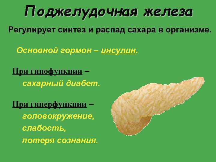 Поджелудочная железа Регулирует синтез и распад сахара в организме. Основной гормон – инсулин. При