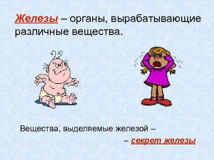 Железы – органы, вырабатывающие различные вещества. Вещества, выделяемые железой – – секрет железы 