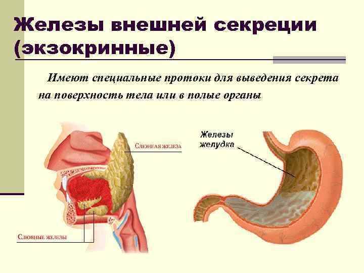 Железы внешней секреции (экзокринные) Имеют специальные протоки для выведения секрета на поверхность тела или