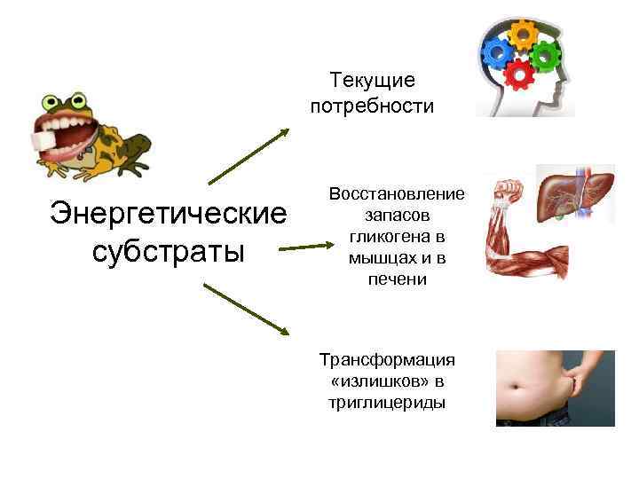 Текущие потребности Энергетические субстраты Восстановление запасов гликогена в мышцах и в печени Трансформация «излишков»