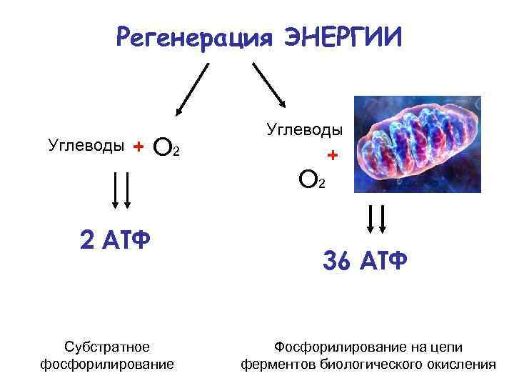 Регенерация ЭНЕРГИИ Углеводы + О 2 Углеводы О 2 2 АТФ Субстратное фосфорилирование +