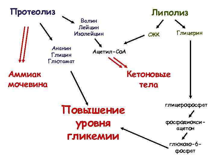 Протеолиз Валин Лейцин Изолейцин Ананин Глицин Глютамат Липолиз Глицерин СЖК Ацетил-Со. А Аммиак мочевина