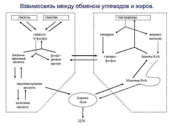 Обмен углеводов и жиров