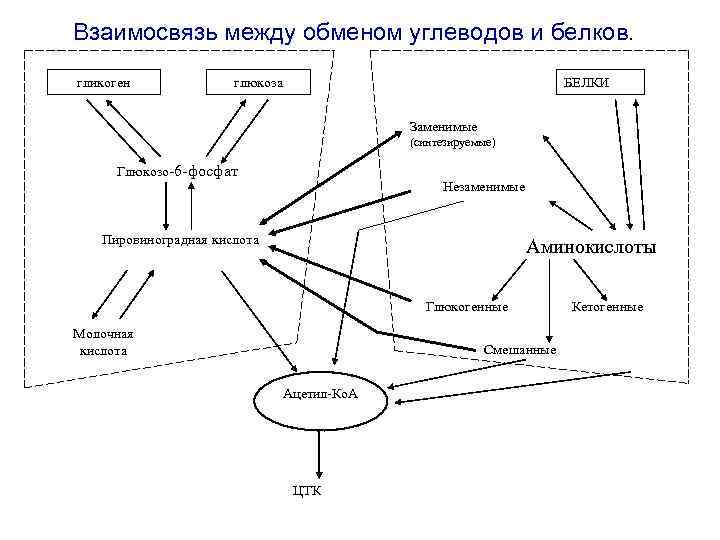 Взаимосвязь обмена углеводов и липидов