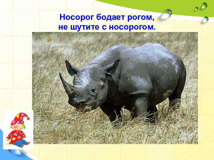 Носорог бодает рогом, не шутите с носорогом. 