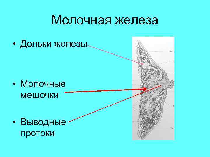 Молочная железа • Дольки железы • Молочные мешочки • Выводные протоки 