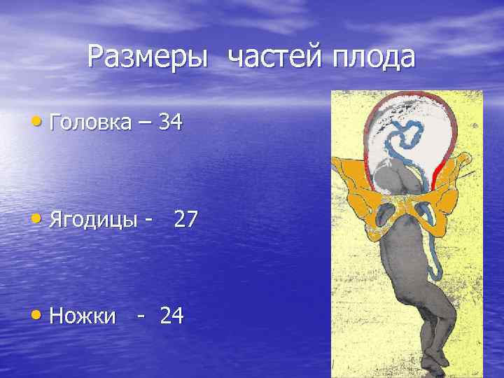 Размеры частей плода • Головка – 34 • Ягодицы - 27 • Ножки -