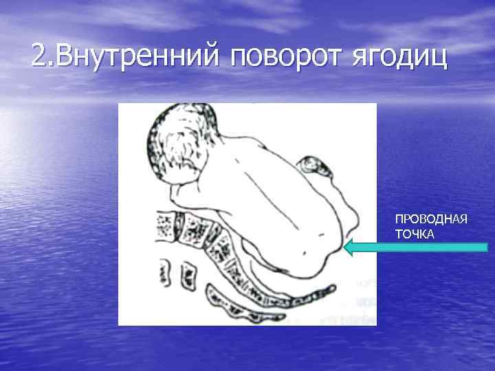 2. Внутренний поворот ягодиц ПРОВОДНАЯ ТОЧКА 
