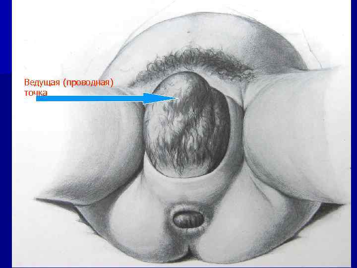 Ведущая (проводная) точка 