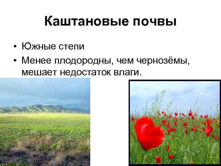 Каштановые почвы • Южные степи • Менее плодородны, чем чернозёмы, мешает недостаток влаги. 
