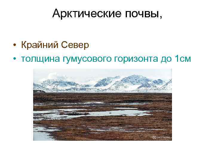 Арктические почвы, • Крайний Север • толщина гумусового горизонта до 1 см 