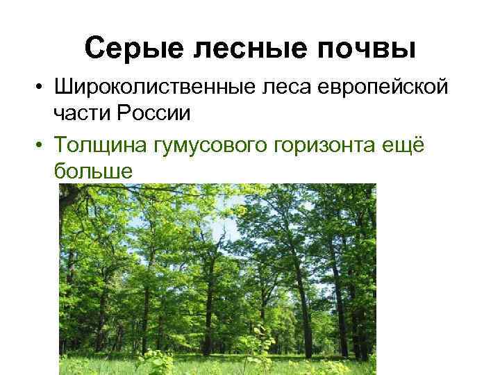 Серые лесные почвы • Широколиственные леса европейской части России • Толщина гумусового горизонта ещё
