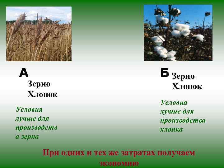 А Зерно Хлопок Условия лучше для производств а зерна Б Зерно Хлопок Условия лучше