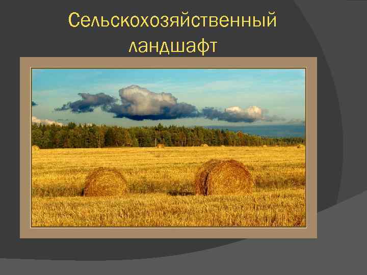 Сельскохозяйственный ландшафт 