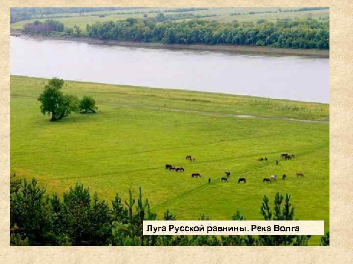 Луга Русской равнины. Река Волга 
