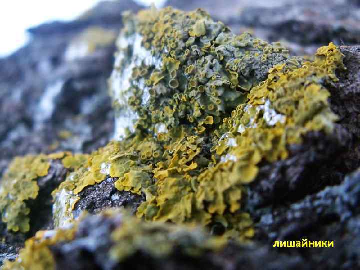 лишайники 