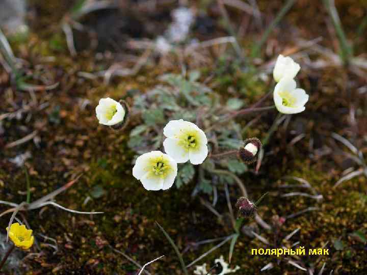 полярный мак 