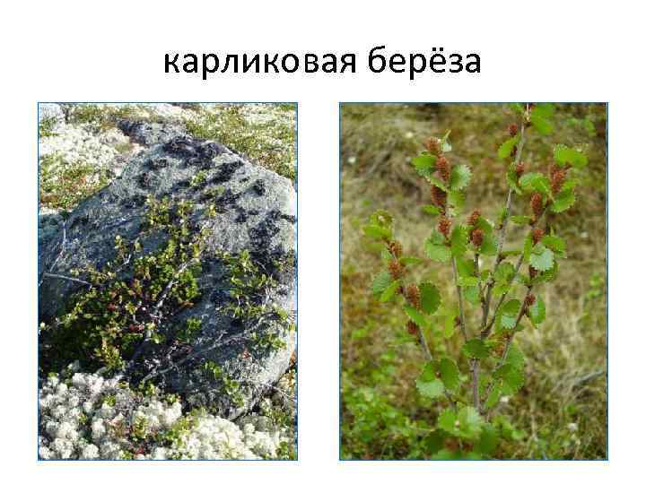 карликовая берёза 