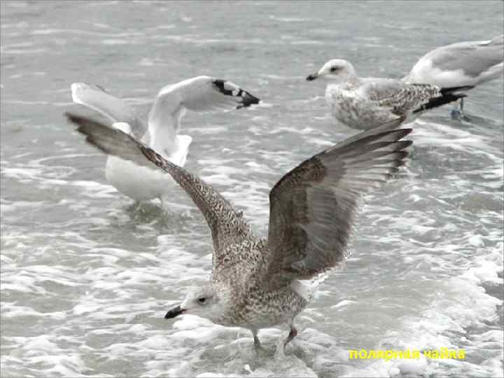 полярная чайка 