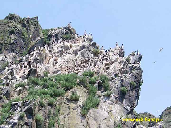  «птичий базар» 