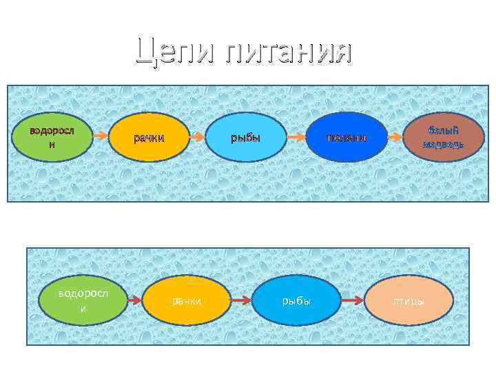 Цепи питания водоросл и рачки рыбы рачки тюлени рыбы белый медведь птицы 