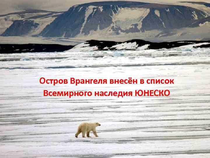 Остров Врангеля внесён в список Всемирного наследия ЮНЕСКО 