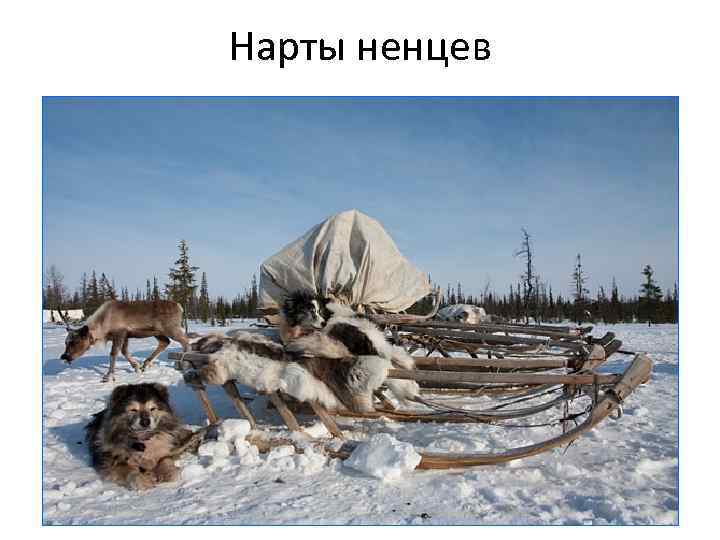 Нарты ненцев 