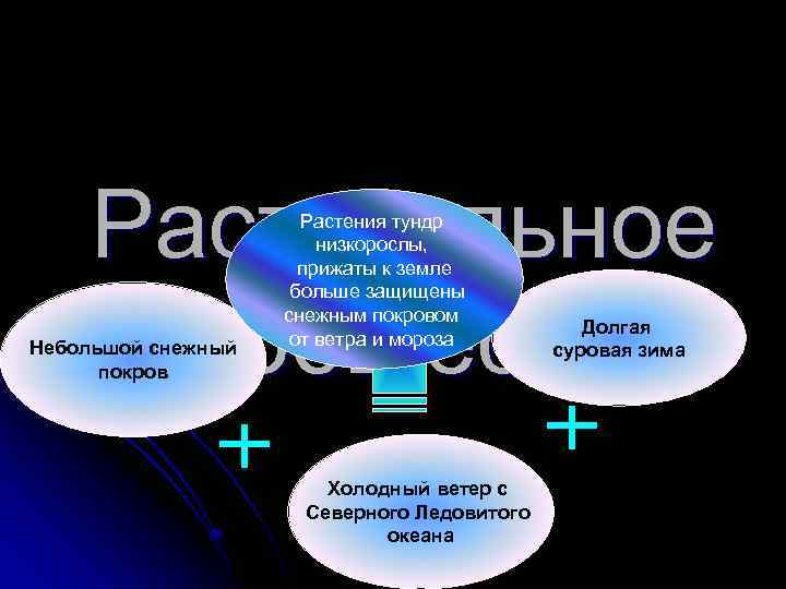 Растительное сообщество Небольшой снежный покров Растения тундр низкорослы, прижаты к земле больше защищены снежным