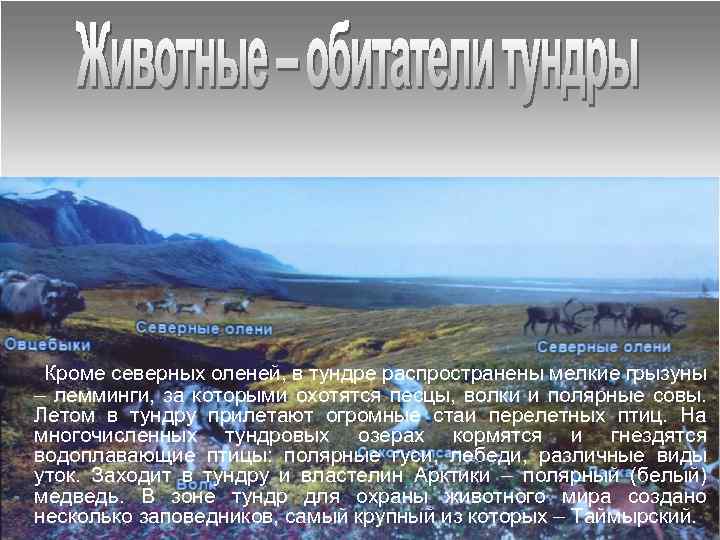  Кроме северных оленей, в тундре распространены мелкие грызуны – лемминги, за которыми охотятся