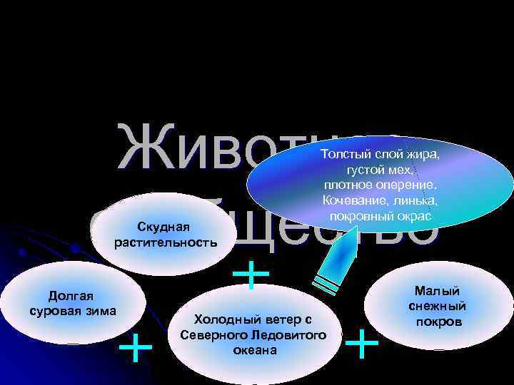 Животное сообщество Скудная растительность Долгая суровая зима Толстый слой жира, густой мех, плотное оперение.