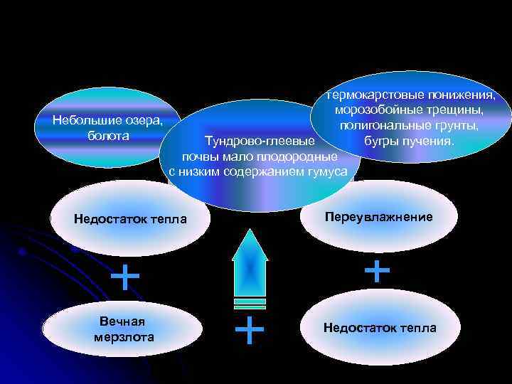 термокарстовые понижения, морозобойные трещины, Небольшие озера, полигональные грунты, болота бугры пучения. Тундрово-глеевые почвы мало